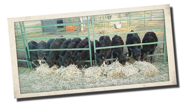 Weaners Weaners