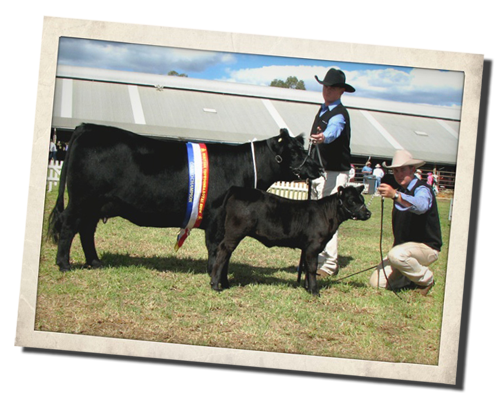 Amberfield Angel at Royal Toowoomba Show 2008 Amberfield Angel at Royal Toowoomba Show 2008