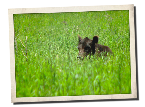 2 month calf 2 month calf