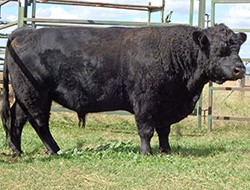 Amberfield Hercules Amberfield Hercules