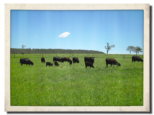 Breeders Breeders