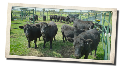 Latest steers Latest steers